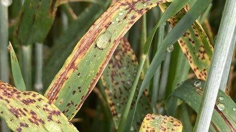 Ramulariose de l’orge : une menace silencieuse à maîtriser