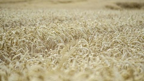 Le boisseau de blé a pris 30 cents à Chicago, la tonne de blé 5 euros sur Euronext.