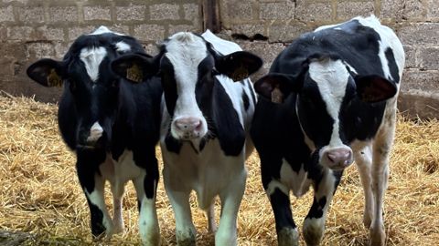 Xavier Sys, conseiller en élevage, préconise d'atteindre un poids de 100 kg pour que le sevrage du veau se déroule au mieux.