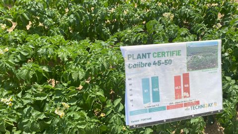 Pour la deuxième année consécutive, Fontane est la variété la plus multipliée, avec 1788 ha.