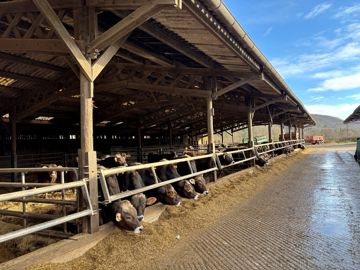 Taurillons de race brune Taurillons de race brune