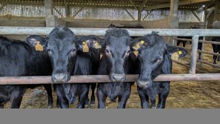 Au Cirbeef, des essais sur le croisement limousin holstein en tout auge ont permis de dégager 719 € de marge brute par animal.