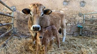 Mère aubrac sans cornes et son jeune veau