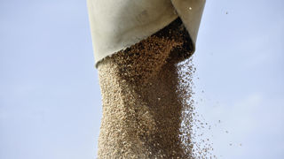 Les stocks, notamment de céréales, restent très importants et les conditions climatiques plutôt favorables. De quoi limiter l’ampleur des mouvements sur les marchés agricoles mondiaux.