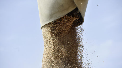 Les stocks, notamment de céréales, restent très importants et les conditions climatiques plutôt favorables. De quoi limiter l’ampleur des mouvements sur les marchés agricoles mondiaux.