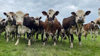 « Pour la première fois, le nombre de producteurs engagés en agriculture biologique recule (- 0,6%). La situation fragile de l’amont des filières, notamment de l’élevage, pourrait déstabiliser la souveraineté́ alimentaire acquise en bio », déclare l'Agence bio.