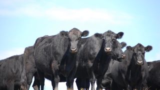 Les éleveurs argentins vantent la qualité de leur viande bovine.