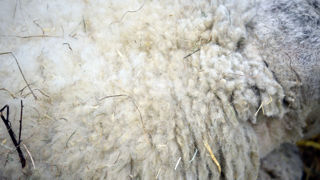 Même si la laine est un matériau biodégradable à faible risque, elle est considérée comme un problème plutôt que comme une ressource renouvelable