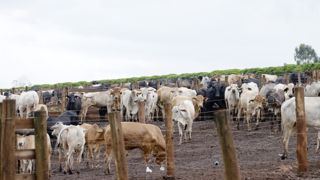 La FNB demande à Emmanuel Macron de suspendre immédiatement « toute importation de boeuf brésilien sur notre territoire ».