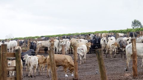 La FNB demande à Emmanuel Macron de suspendre immédiatement « toute importation de boeuf brésilien sur notre territoire ».