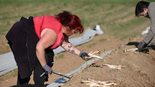 Les femmes souffrant d’endométriose pourront bénéficier de 13 jours d'absence autorisé. (Photo d'illustration : un saisonnière récoltant des asperges)