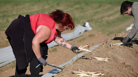 Les femmes souffrant d’endométriose pourront bénéficier de 13 jours d'absence autorisé. (Photo d'illustration : un saisonnière récoltant des asperges)