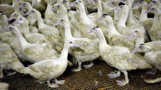 Selon l'Anses, 95 % des lots de canards ont été vaccinés contre la grippe aviaire entre le 1er octobre 2023 et le 31 mars 2024.