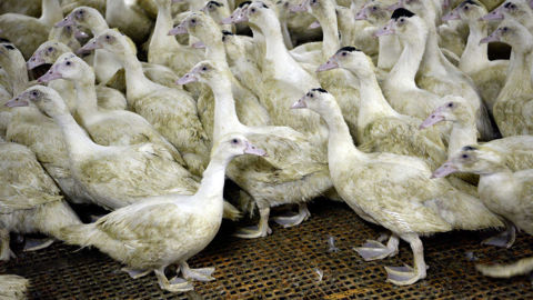 Selon l'Anses, 95 % des lots de canards ont été vaccinés contre la grippe aviaire entre le 1er octobre 2023 et le 31 mars 2024.