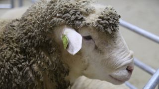 Une enquête est ouverte après la découverte d'une quarantaine de cadavre de moutons dans une exploitation situé près de la frontière allemande. (image d'illustration)