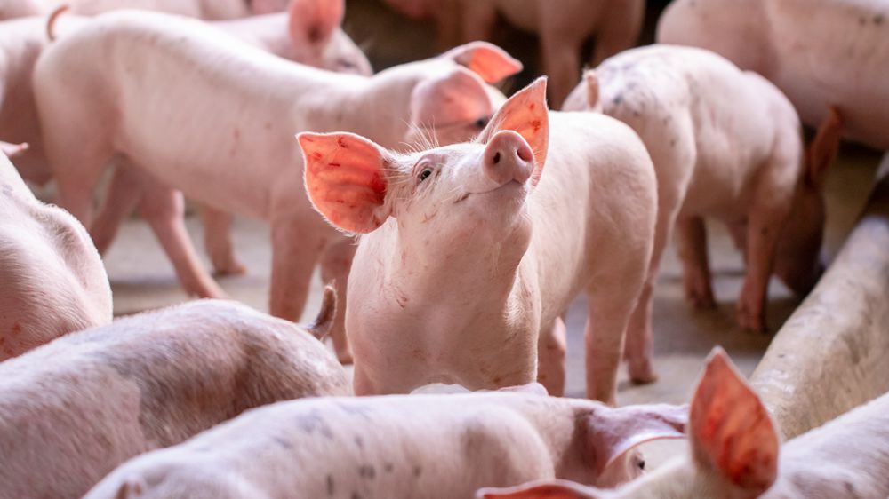 PCV2 et mycoplasme : pourquoi adapter la stratégie vaccinale dans le temps ? 