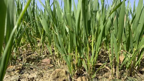Le rapport de FranceAgriMer montre qu'en moyenne l'arrivée du stade "épi 1 cm" est en avance pour toutes les céréales à paille.