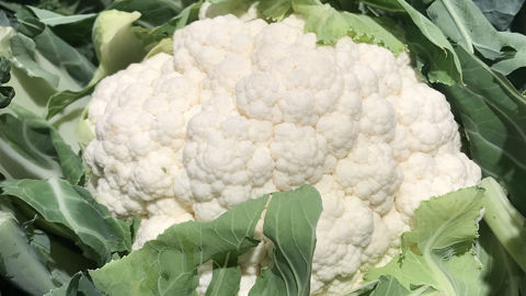 Sur l’exercice 2024-2025,  le tonnage de chou-fleur, produit emblématique de la Sica de Saint-Pol-de-Léon, a augmenté de 11 %,  mais avec un chiffre d’affaires en chute chute de 31 %.