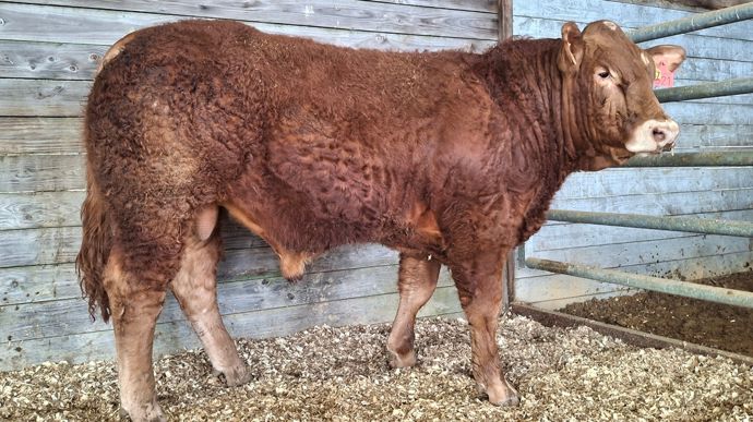 Vortex offre une combinaison parfaite de l'ensemble des critères de sélection de la race limousine, estime son acheteur.