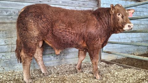 Taureau limousin Vortex