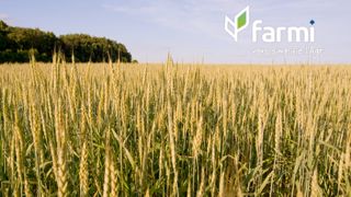 Colza de printemps 2026 : semis sous tension météo