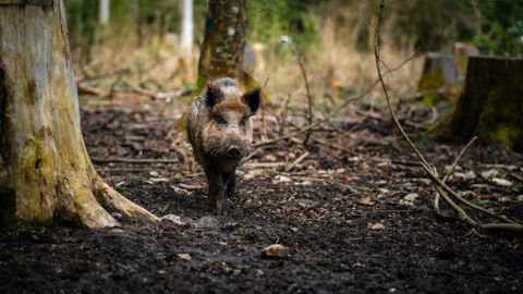 Au 19 mars 2026, 1 189 sangliers ont été tués en Catalogne pour essayer d'endiguer la propagation du virus de la peste porcine africaine..
