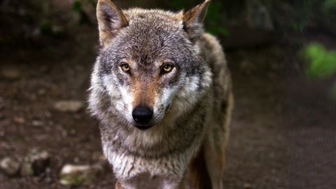 La Grèce compte 2 000 loups sur son territoire.