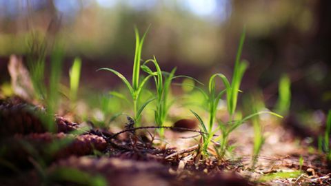 Implantation des céréales : protéger et stimuler dès le départ