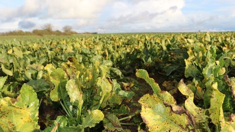 Le texte vise à permettre des dérogations à l'interdiction d'usage d'une substance néonicotinoïde.
