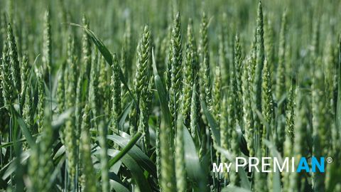 Blé tendre et dur : concilier rendement et protéines au dernier apport d’azote grâce à l’ammonitrate MYPREMIAN® 33,5