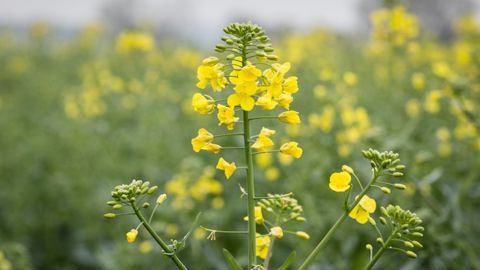 Le colza peut rattraper une partie des fleurs avortées, surtout si les pertes surviennent en tout début de floraison.