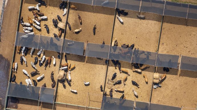 In the United States, 250 kg calves are trading for over