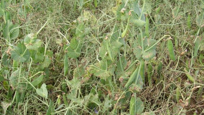 Anthracnose sur pois.