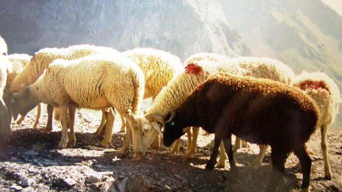 La transhumance est essentielle pour maintenir une activité agricole dans les zones les plus défavoirisées