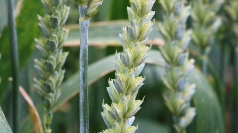 La présence de cadmium  dans les blés tendre et dur ainsi que dans les pommes de terre récoltées en France fait l’objet de suivis annuels depuis plus de 15 ans par les filières, les pouvoirs publics et Arvalis.