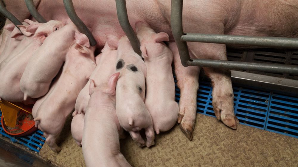 Grippe porcine : des pertes qui peuvent dépasser 100 €/truie