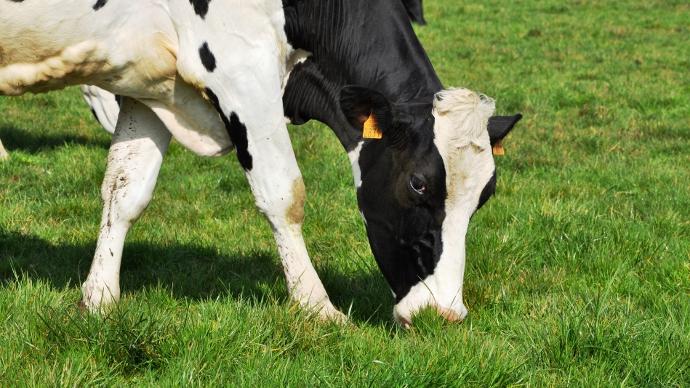 Pâturage printemps vaches laitière