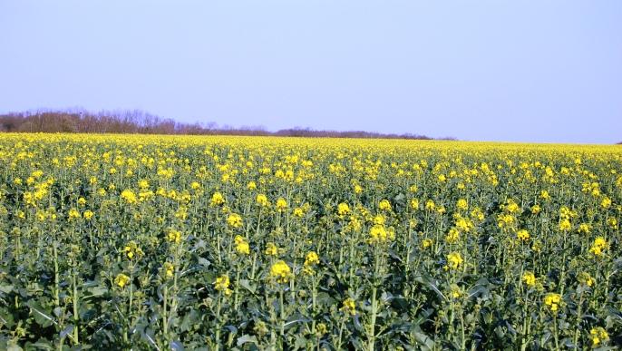 Les cultures de colza ont été fortement endommagées par les intempéries survenues depuis lla fin de l'été dernier