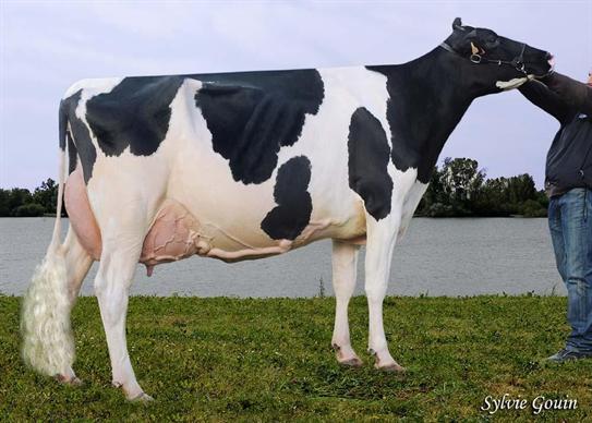 Grande championne : Notwyn (Goldwyn) à l'Earl des Auvergnats (47) et l'Earl Notteboom (60)