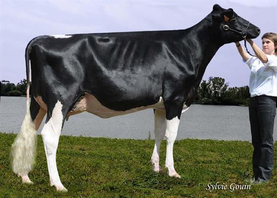 Championne Espoir : Duf Francisco (Sanchez) au Gaec Duf holstein (65) 
