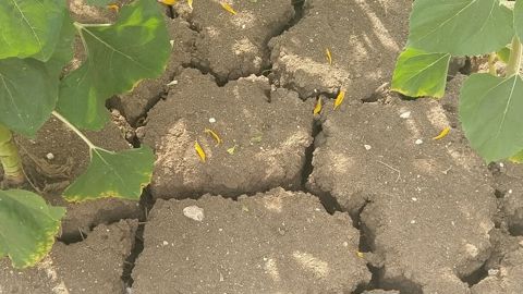 Selon le gouvernement, les assureurs ont désormais toute la latitude requise pour intervenir de manière précoce auprès des agriculteurs les plus affectés par les canicules et la sécheresse.