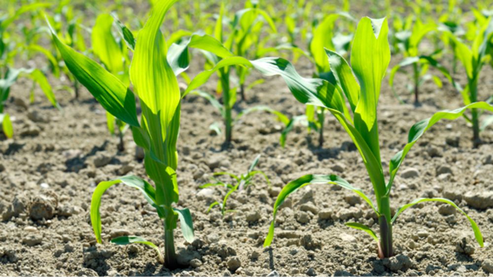 Herbicides maïs : UPL fait son entrée avec KALIMBA® MAX