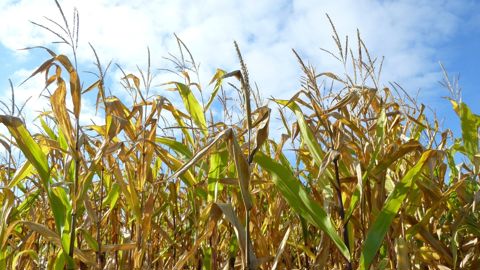Dans sa simulation de juillet, Piloter sa ferme avait déjà anticipé un recul des productions de maïs grain et de tournesol.