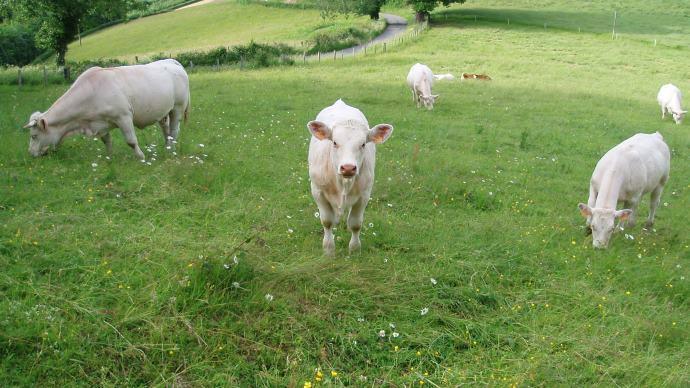 Veaux charolais