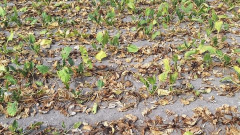 La baisse de production de betteraves sucrières pourrait dépasser les 20 %, estime l'AIBS, mais cette dégradation peut être bien supérieure selon les parcelles.