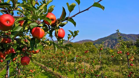Stress thermique : du nouveau pour préserver la qualité des pommes