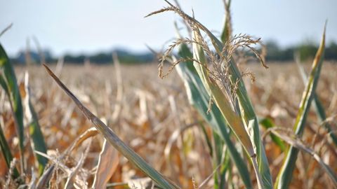 Une enveloppe de plus d'un milliard d'euros a été annoncée pour aider les agriculteurs victimes de la sécheresse estivale.