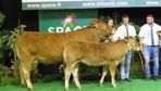 Truffade, grande championne du concours Limousin.