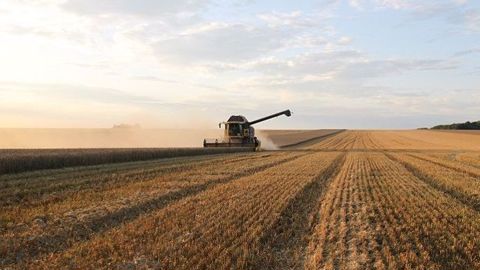 La production de blé tendre a été réduite de 240 kt, à 31,7 Mt contre 33,4 Mt l’an dernier.