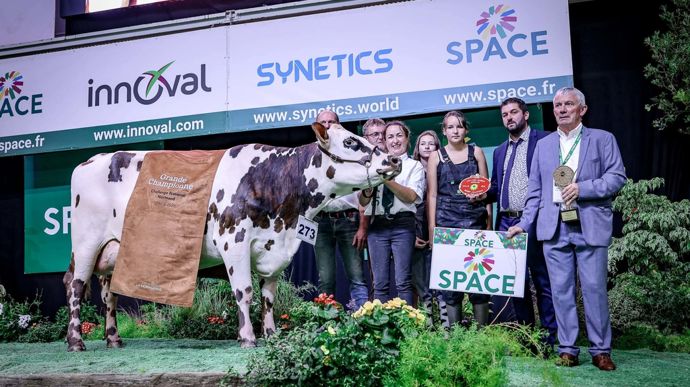 Tac, la grande championne de la race normande.